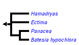 taxon links