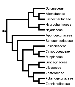 taxon links