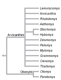 taxon links