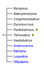 taxon links