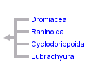 taxon links