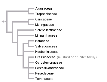 taxon links