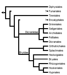 taxon links