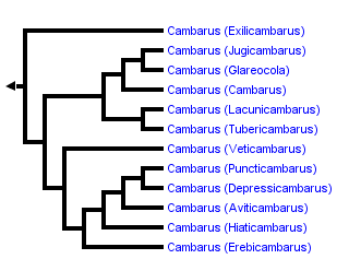 taxon links