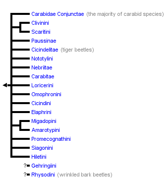 taxon links