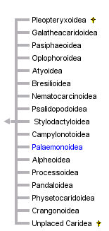 taxon links