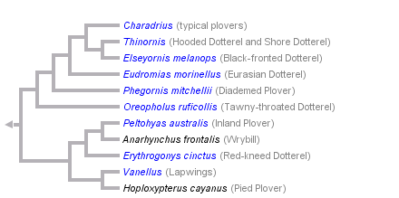 taxon links