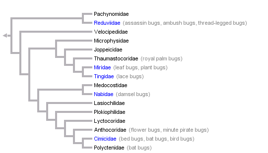 taxon links