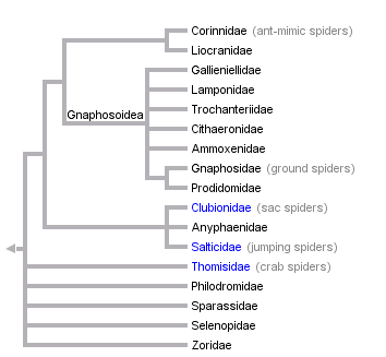 taxon links