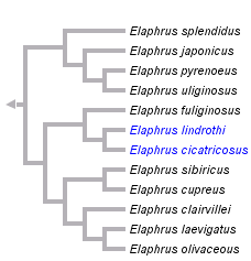 taxon links