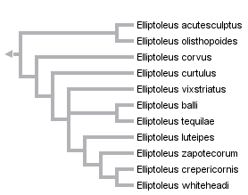 taxon links