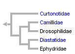 taxon links