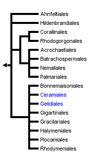 taxon links