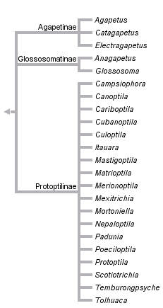 taxon links