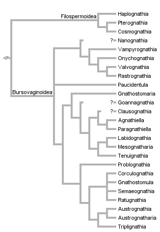 taxon links