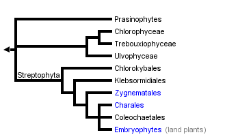 taxon links