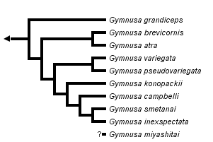 taxon links