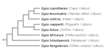 taxon links