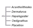 taxon links