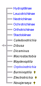 taxon links