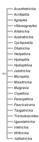 taxon links