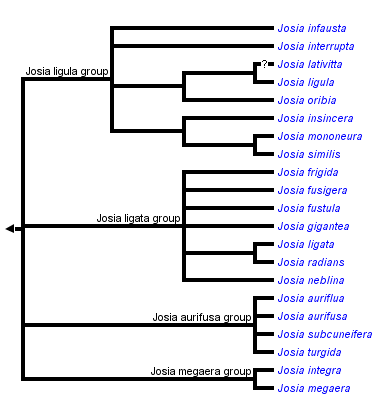 taxon links