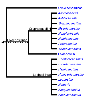 taxon links