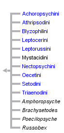 taxon links