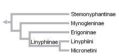 taxon links