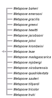 taxon links