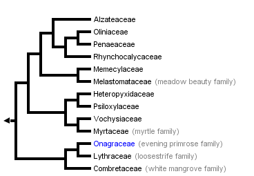 taxon links