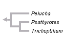 taxon links