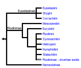 taxon links