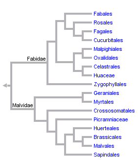 taxon links