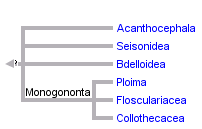 taxon links