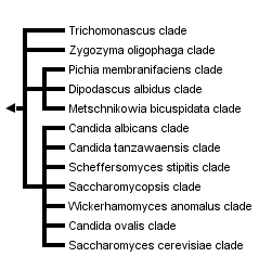 taxon links