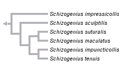 taxon links