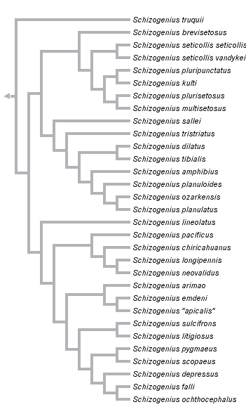 taxon links