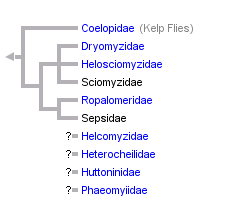 taxon links