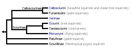 taxon links