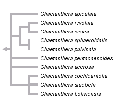 taxon links