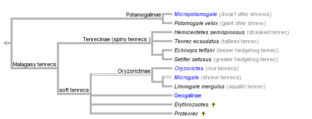 taxon links