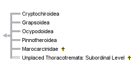 taxon links