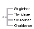 taxon links