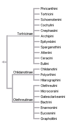 taxon links