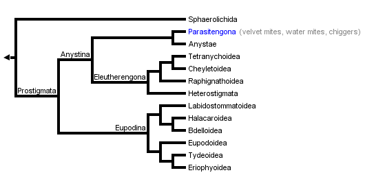 taxon links