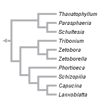 taxon links