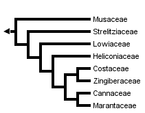 taxon links