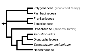 taxon links