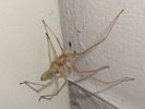 Yellow Sac Spider